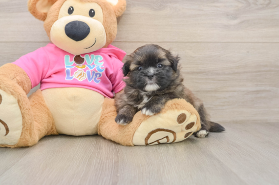 LOLO, a Shih Pom littermate