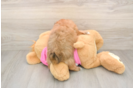Fluffy Shih Pom Designer Pup