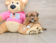 5 week old Shih Pom Puppy For Sale - Florida Fur Babies
