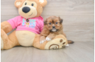 Cute Shih Pom Baby