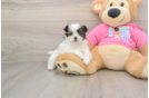 Best Shih Pom Baby
