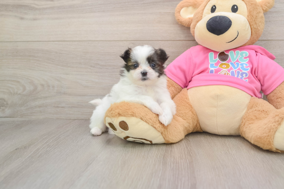 Best Shih Pom Baby