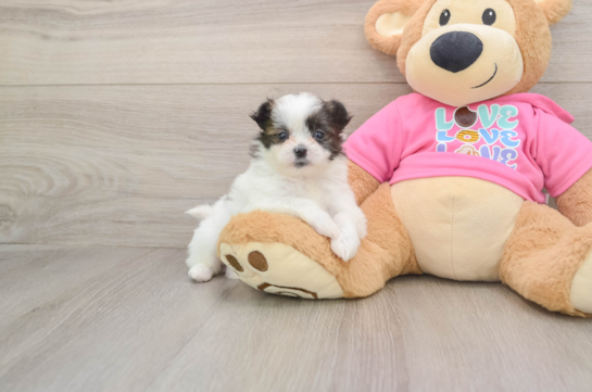 Best Shih Pom Baby