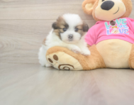 5 week old Shih Pom Puppy For Sale - Florida Fur Babies