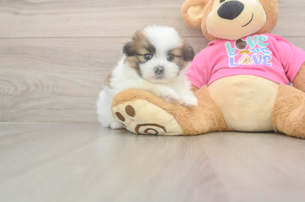 5 week old Shih Pom Puppy For Sale - Florida Fur Babies