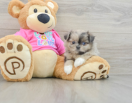 5 week old Shih Pom Puppy For Sale - Florida Fur Babies