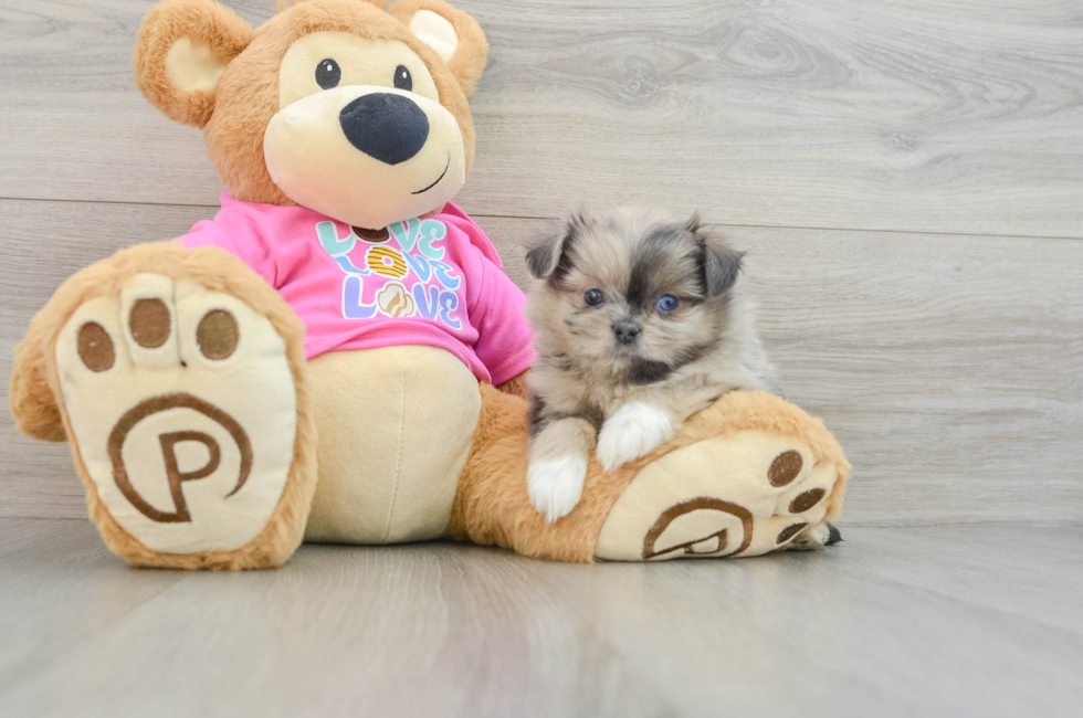 5 week old Shih Pom Puppy For Sale - Florida Fur Babies