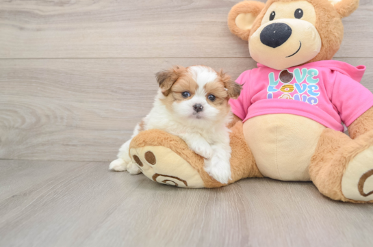 Playful Pom Tzu Designer Puppy