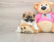7 week old Shih Pom Puppy For Sale - Florida Fur Babies