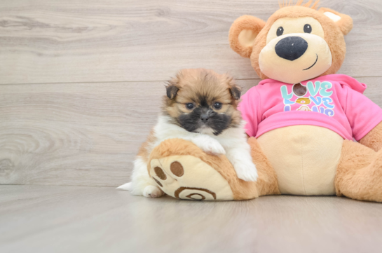 Funny Shih Pom Designer Pup