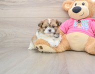 7 week old Shih Pom Puppy For Sale - Florida Fur Babies