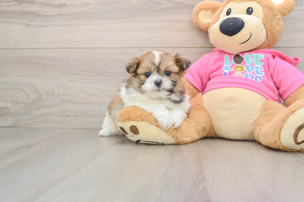 Playful Pomshi Designer Puppy