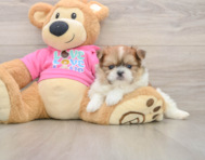 6 week old Shih Pom Puppy For Sale - Florida Fur Babies