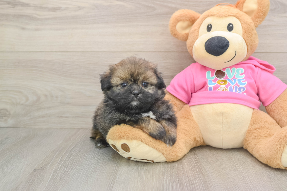 Shih Pom Puppy for Adoption