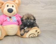 6 week old Shih Pom Puppy For Sale - Florida Fur Babies
