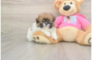 Small Shih Pom Baby