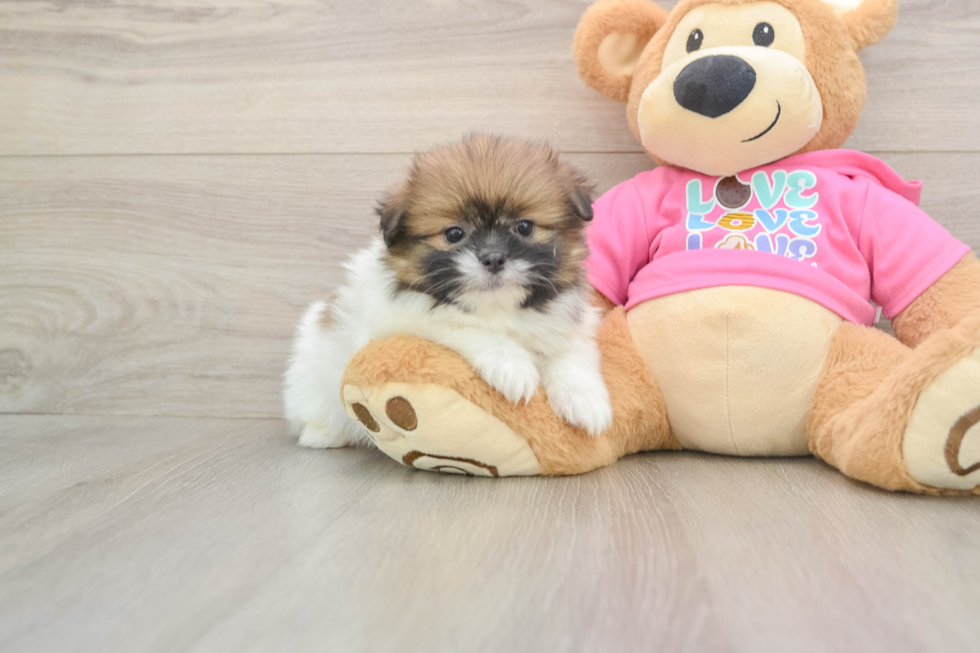 Small Shih Pom Baby