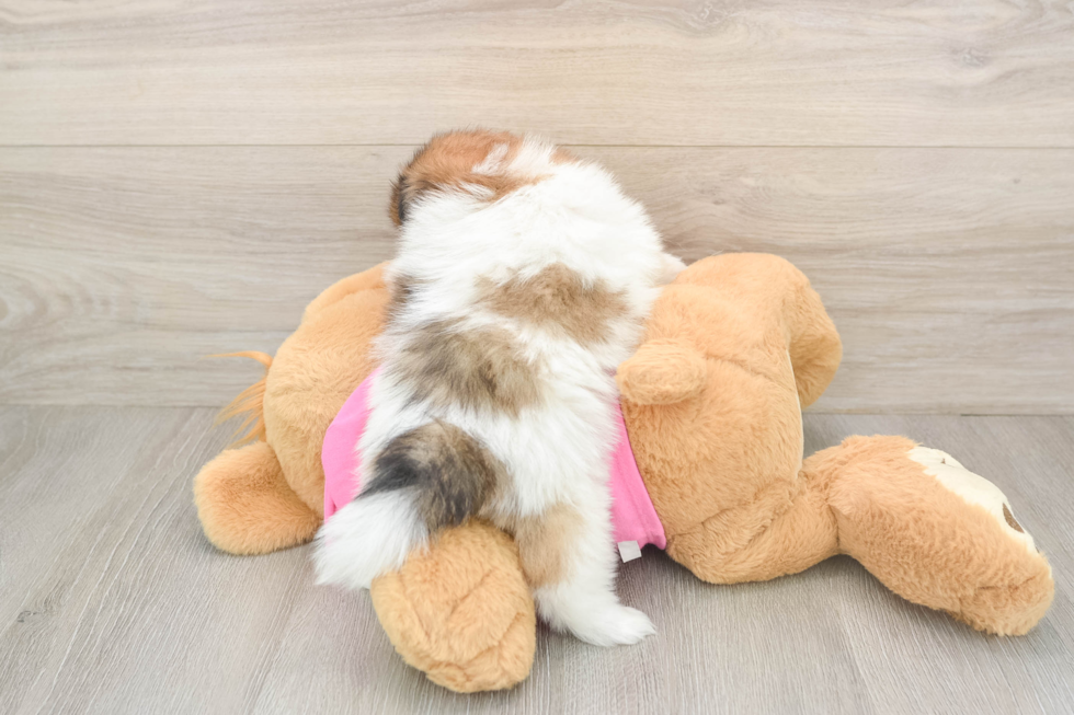 Happy Shih Pom Baby