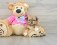 5 week old Shih Pom Puppy For Sale - Florida Fur Babies