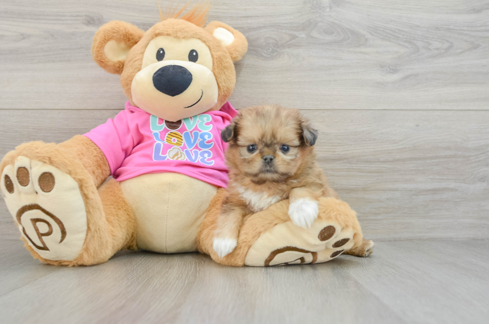 5 week old Shih Pom Puppy For Sale - Florida Fur Babies