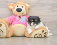 7 week old Shih Pom Puppy For Sale - Florida Fur Babies
