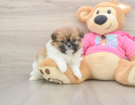7 week old Shih Pom Puppy For Sale - Florida Fur Babies