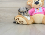 5 week old Shih Pom Puppy For Sale - Florida Fur Babies