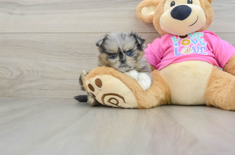 5 week old Shih Pom Puppy For Sale - Florida Fur Babies