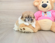 7 week old Shih Pom Puppy For Sale - Florida Fur Babies