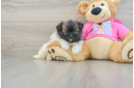 Friendly Shih Pom Baby