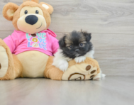 5 week old Shih Pom Puppy For Sale - Florida Fur Babies