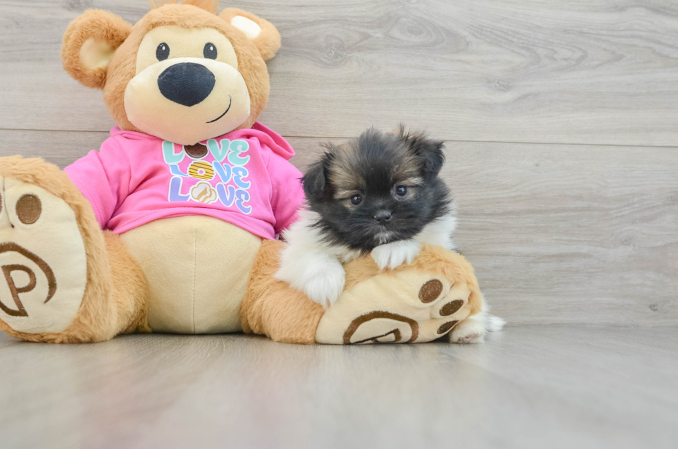 5 week old Shih Pom Puppy For Sale - Florida Fur Babies