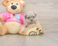 5 week old Shih Pom Puppy For Sale - Florida Fur Babies