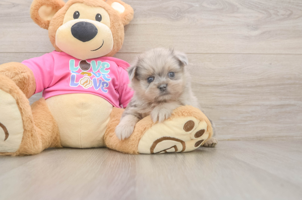 5 week old Shih Pom Puppy For Sale - Florida Fur Babies