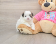 5 week old Shih Pom Puppy For Sale - Florida Fur Babies