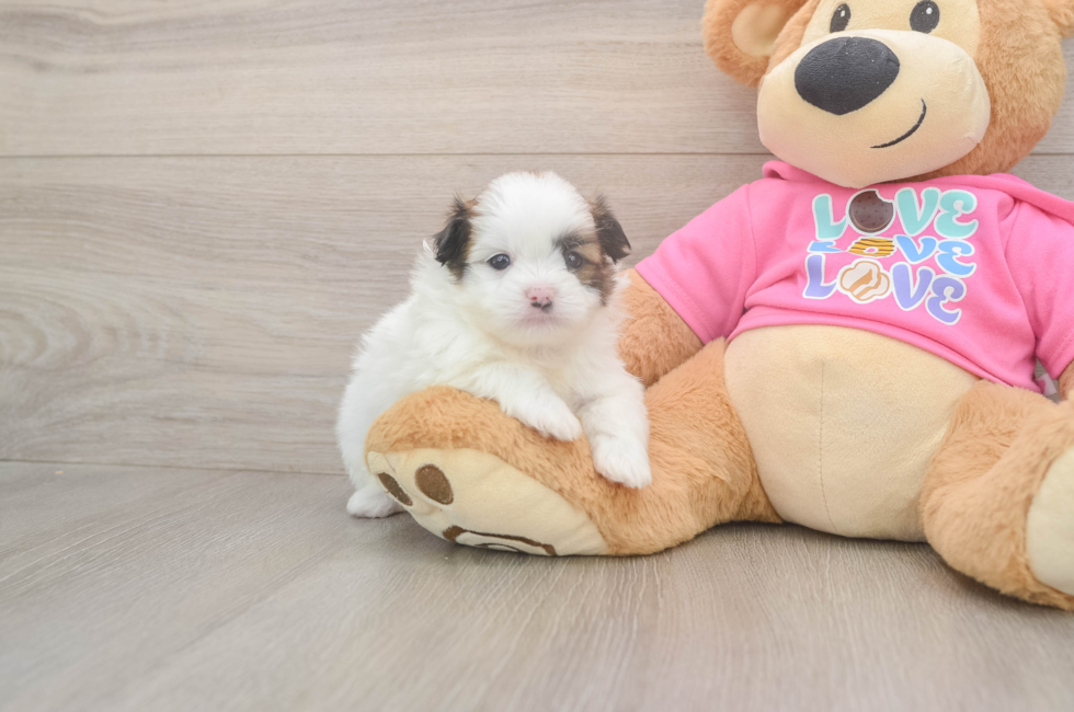 5 week old Shih Pom Puppy For Sale - Florida Fur Babies