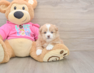 5 week old Shih Pom Puppy For Sale - Florida Fur Babies