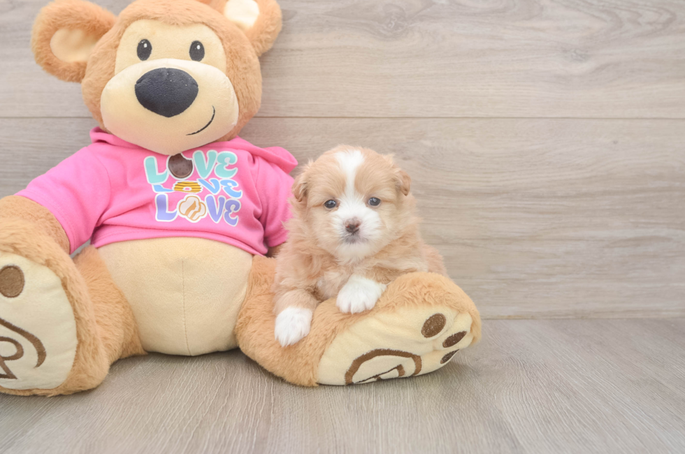5 week old Shih Pom Puppy For Sale - Florida Fur Babies