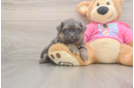 Small Shih Pom Baby