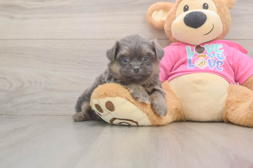 5 week old Shih Pom Puppy For Sale - Florida Fur Babies
