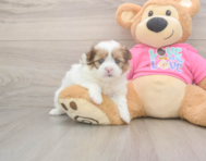 5 week old Shih Pom Puppy For Sale - Florida Fur Babies