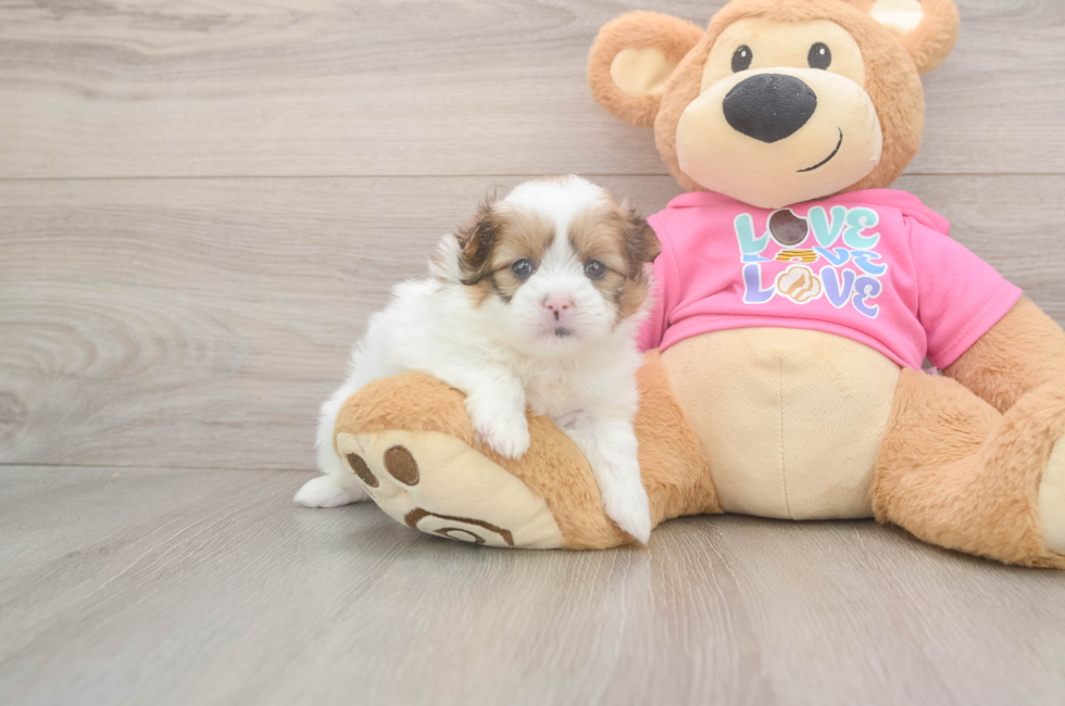 5 week old Shih Pom Puppy For Sale - Florida Fur Babies