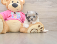 6 week old Shih Pom Puppy For Sale - Florida Fur Babies