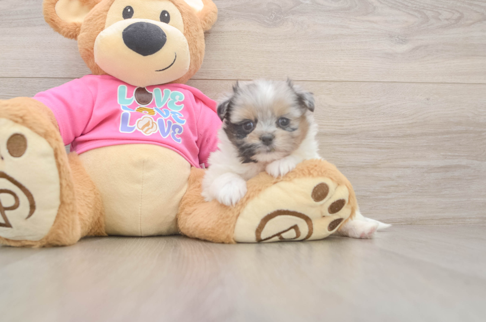 5 week old Shih Pom Puppy For Sale - Florida Fur Babies