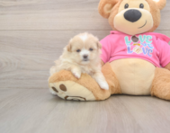 5 week old Shih Pom Puppy For Sale - Florida Fur Babies