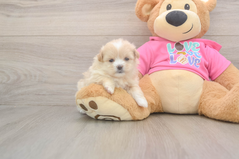 5 week old Shih Pom Puppy For Sale - Florida Fur Babies