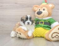 5 week old Shih Pom Puppy For Sale - Florida Fur Babies