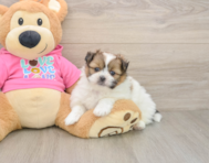 6 week old Shih Pom Puppy For Sale - Florida Fur Babies