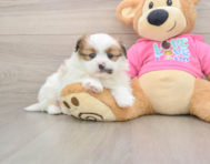 7 week old Shih Pom Puppy For Sale - Florida Fur Babies