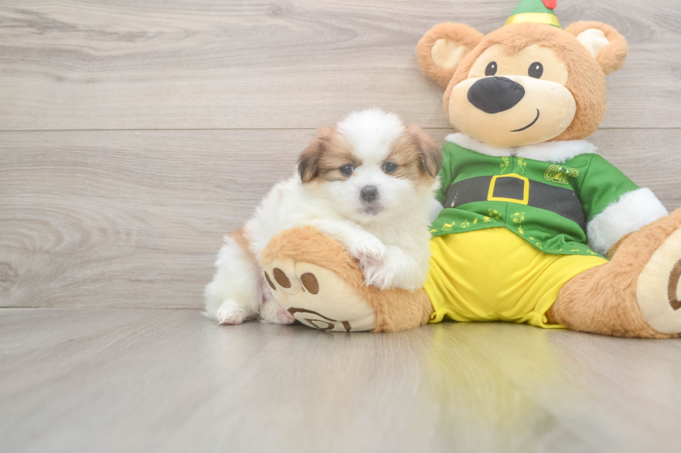 Petite Shih Pom Designer Pup